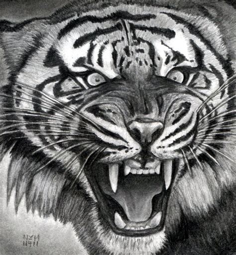 How To Draw A Roaring Tiger Step By Step Drawing Guide By