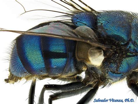 Diptera Calliphoridae Chrysomya Megacephala Oriental Latrine Fly Female