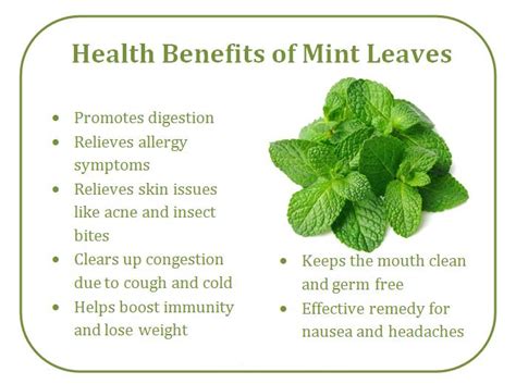 Nutritional Benefits Of Mint Leaves Nutrition Pics