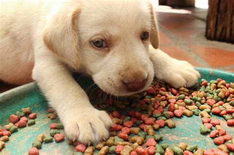 Changing your dog's food faster. wholenessjournal.com » Food Allergy Symptoms in Dogs
