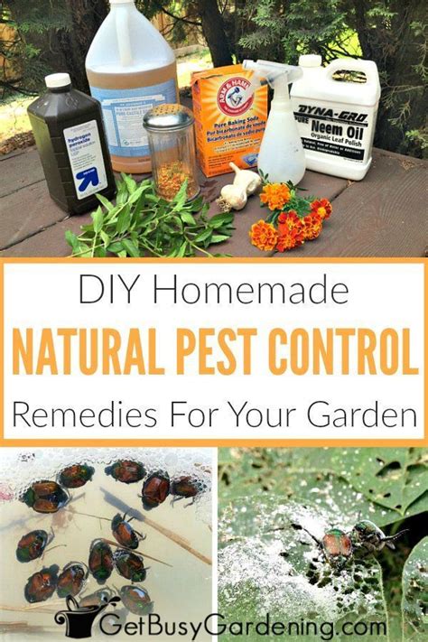 Natural Garden Pest Control Remedies And Recipes Natural Garden Pest Control Garden Pest