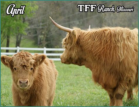 heartland highland cattle association 2022 hhca calendar
