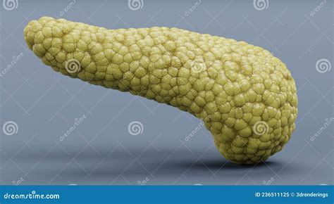 3d Render Of Pancreas Stock Illustration Illustration Of Realistic