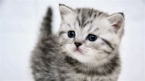 Cute Grey Kitten