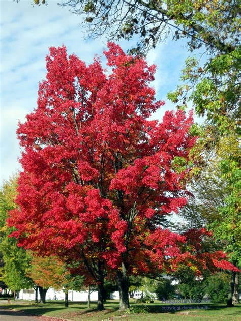 Augusta Wisconsin Fall Splendor Blazing Red Maple