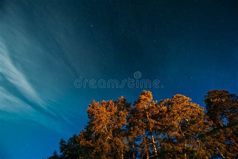 Crown Of Pine Trees Woods Under Night Starry Sky Night Landscape With