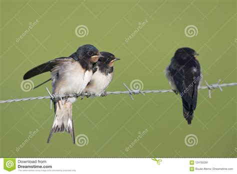Juvenile Barn Swallows Hirundo Rustica Perched On Barbed Wire Waiting To Get Fed Stock Image