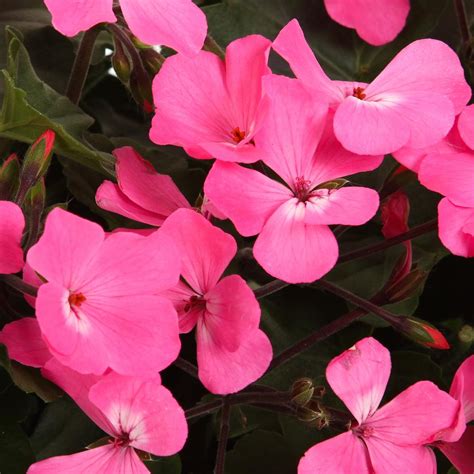 4 Petal Pink Flower | Flower