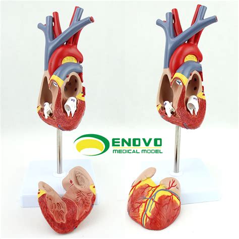 Enovo11人体心脏模型b超彩超声心血管内科解剖教学模型 阿里巴巴