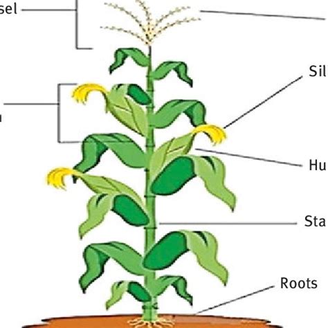 1 Corn Plant Parts 18 Download Scientific Diagram