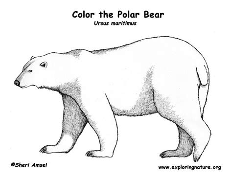Polar bear coloring pages have always been a big favorite among young children, who love to fill up images showing these bears in their arctic surroundings. Polar Bear Coloring Page -- Exploring Nature Educational ...