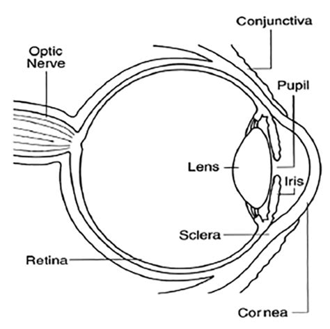 Course Content - #90563: Disorders and Injuries of the Eye and Eyelid