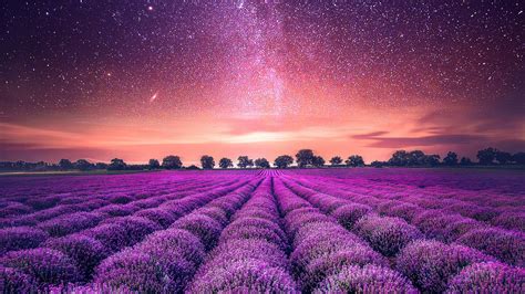 Starry Sky Lavender Field Wallpapers Hd Wallpapers Id 25837