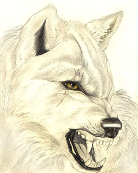 Growling Wolf Drawing At Getdrawings Free Download
