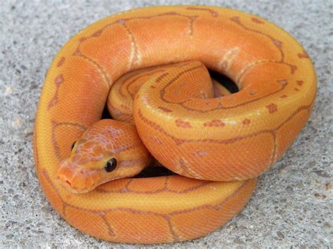 Coral Glow Pinstripe Ball Pythons For Sale Snakes At Sunset