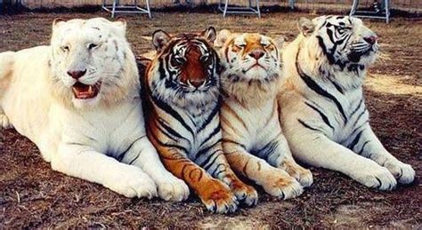 This Photo Captures The Different Genetic Variations Of Tigers A