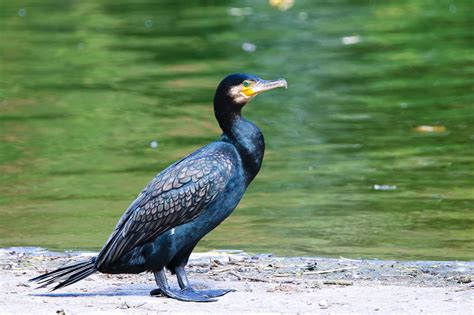 Cormorant Bird Interesting Facts And Pictures Birds Fact
