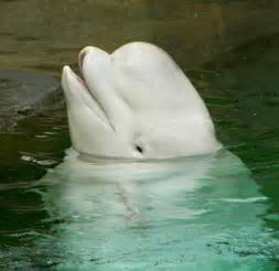 Beautiful Belugas Northwest Wildlife Online
