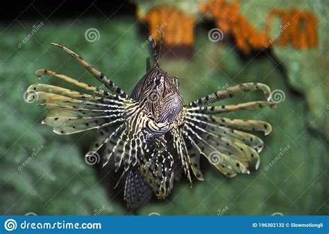 Common Lion Fish Pterois Volitans Venemous Fish Stock Photo Image