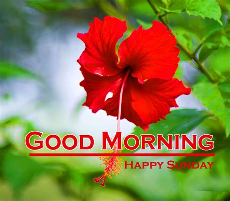 35happy Sunday Good Morning Hd Images Share Your Day Wishes