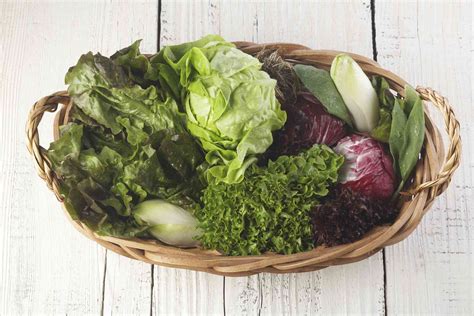 16 Types Of Lettuce Varieties