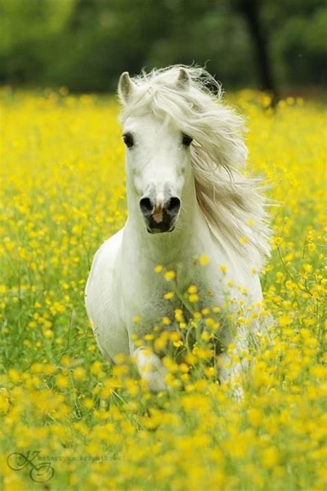You can download free flower png images with transparent backgrounds from the largest collection on pngtree. Fun facts about Horses 🐎 🐎 Horses can run shortly after ...