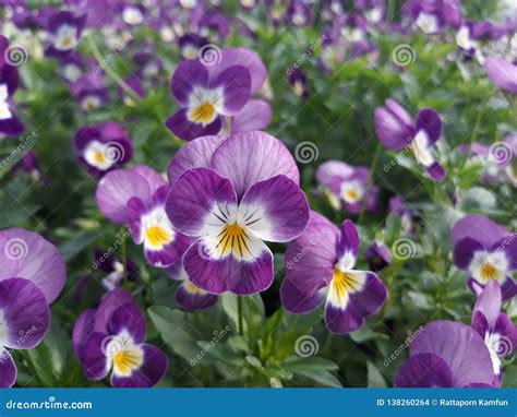 Purple Pansy Stock Photo Image Of Pansy Potplant Flower 138260264