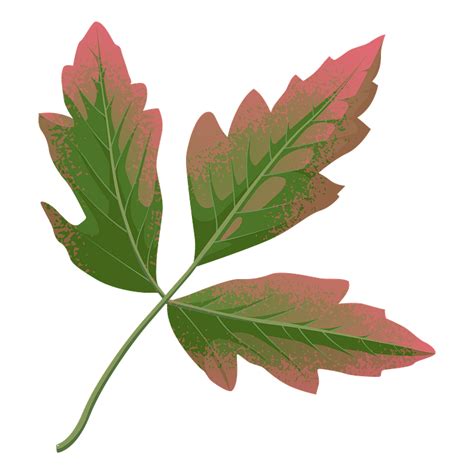 In trees, plants, leaf, leaves. Paperbark maple autumn leaf clipart. Free download ...