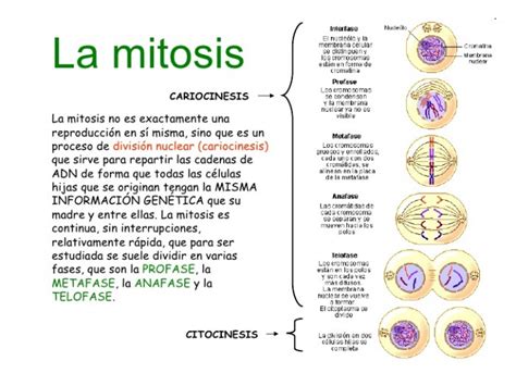 Cuadros Sinópticos Sobre Mitosis Y Meiosis Diferencias Cuadro