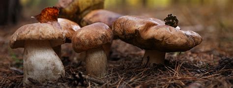 30 Amazing Mushroom Facts To Share With Your Friends Grocycle