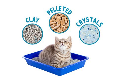 Cat Litter 101 Different Types Of Cat Litter Available
