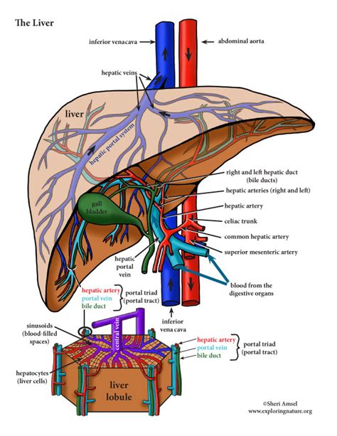 • of the blood vessels, artery carries blood away from heart, vein carries blood. Liver Structures and Functions - A Closer Look (Advanced)