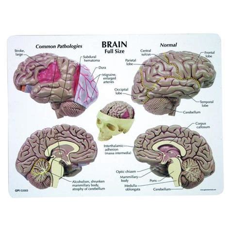 3b Scientific Brain Model Evolution Flex