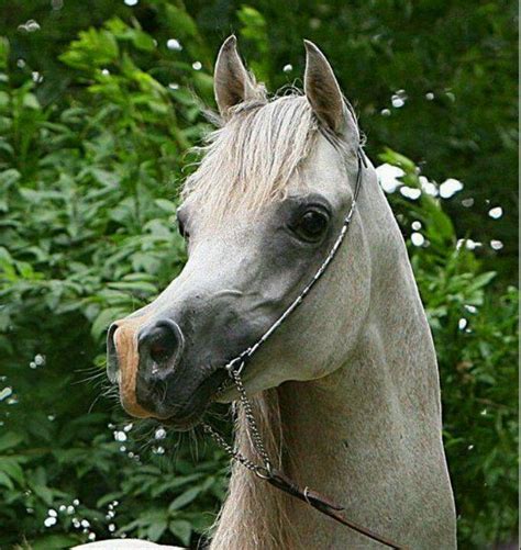 Arabian Horse Such A Cute And Dished Face Beautiful Arabian Horses
