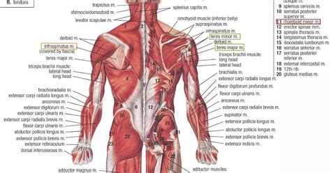 Chest Muscles Diagram Labeled 35 Label The Major Muscles Labels For