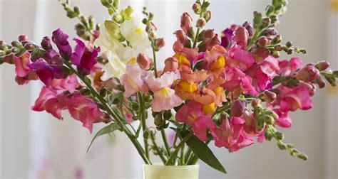 Definition, rechtschreibung, synonyme und grammatik von 'löwenmäulchen' auf duden online nachschlagen. Laufend frische Löwenmäulchen für die Vase und unendlich ...