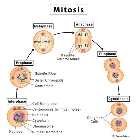 5 Stages Of Mitosis Diagram