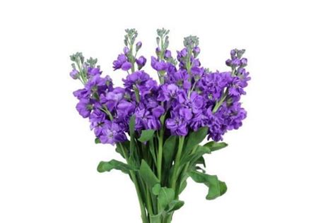 Purple Stock Flower In Bulk J R Roses Wholesale Flowers