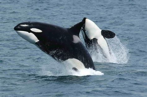 Government Of Canada Provides New Funding To Protect Whales Through The