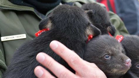 Maine Game Wardens Get Cuddly With Bear Cubs On Annual Survey