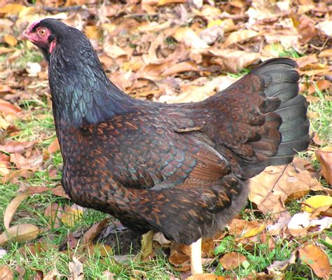 Farming Photos Cornish Chicken