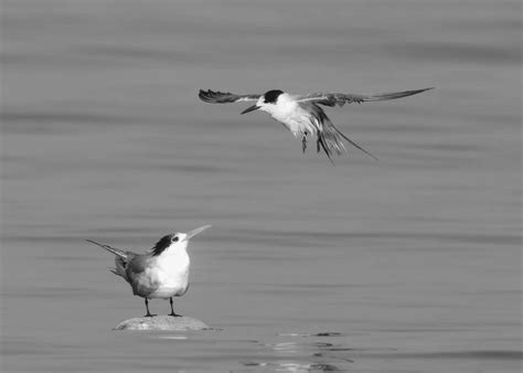 Lesser Crested Tern's Tanzanian Sojourn: Coastal Beauty in East Africa