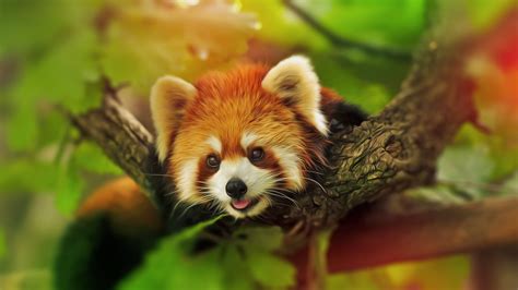 Animal Red Panda Hd Wallpaper