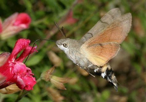 Hummingbird Hawk Moth Facts Range Habitat Behavior Pictures