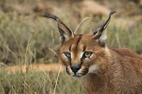 Caracal Adaptations And Facts Owlcation