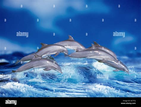 Bottle Nosed Dolphins Jumping Tursiops Truncatus Stock Photo Alamy