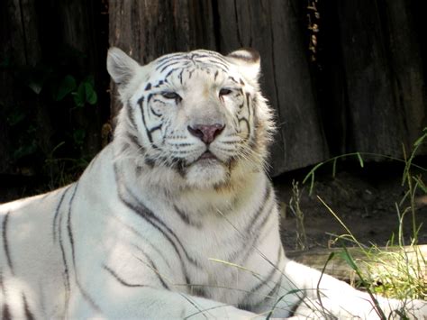 White Tigers Life In Captivity