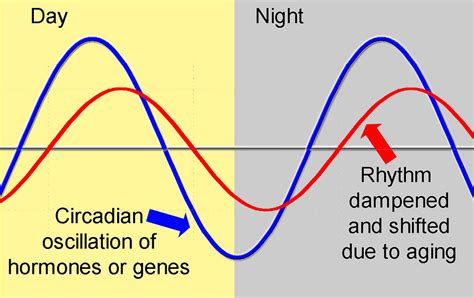 The World’s Got Rhythm, Circadian Rhythm | I, Science