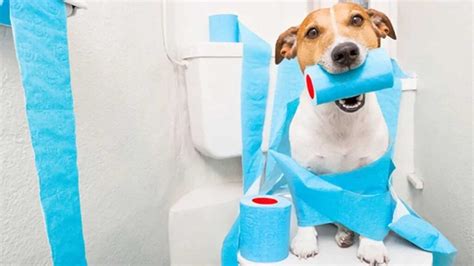 Dog Diarrhea Causes Treatment Remedies Faq Pets Feed