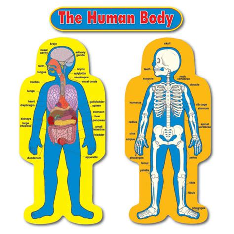 Human body bones diagram for kids. Human Body